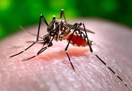 24 New Cases of Dengue Reported in Islamabad